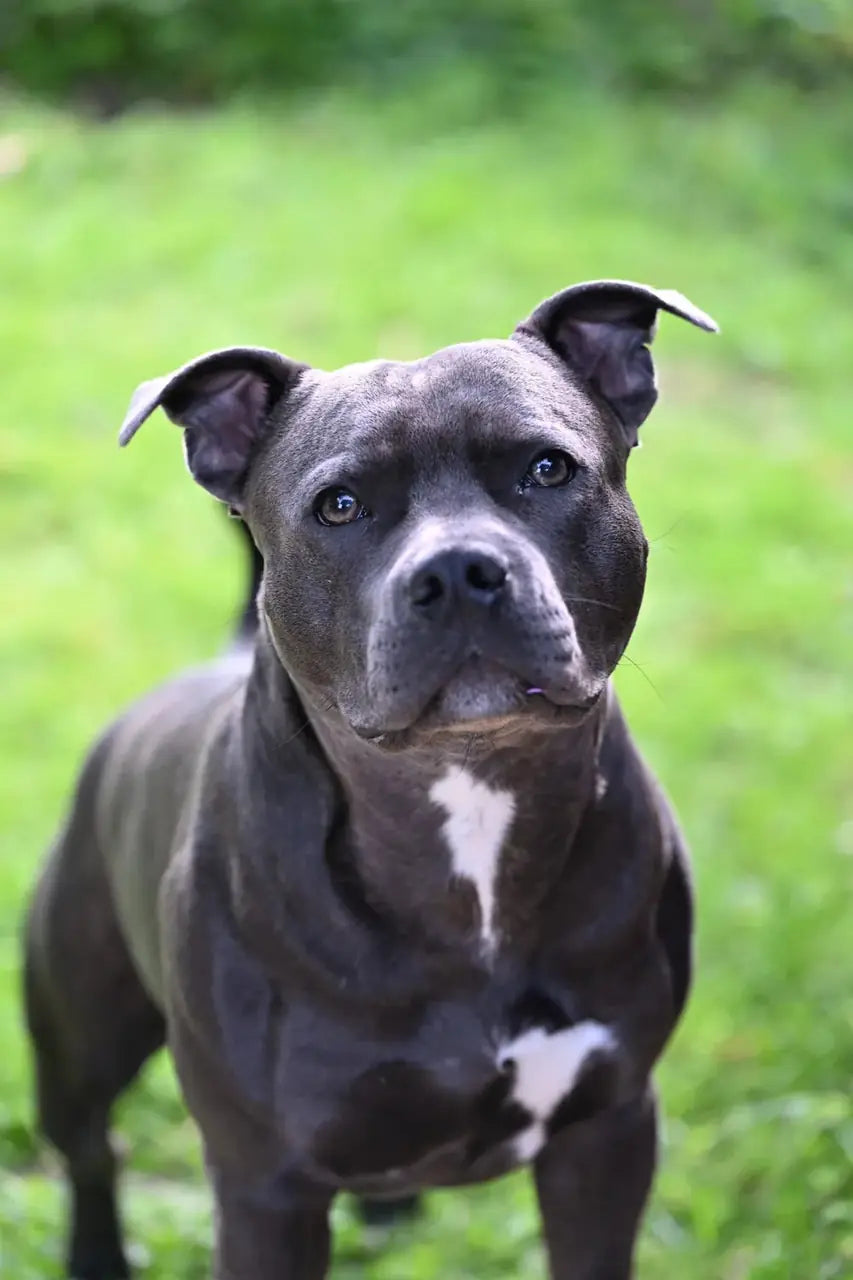 Ash, Staffordshire Bull Terrier